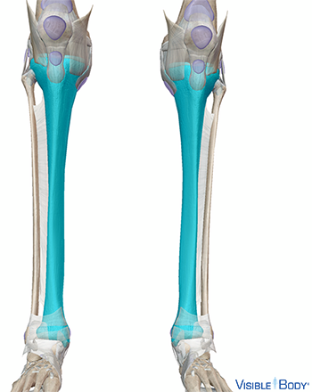 Tibia mis en surbrillance en contexte dans la partie inférieure de la jambe