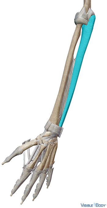 Ulna en contexte dans l'avant-bras