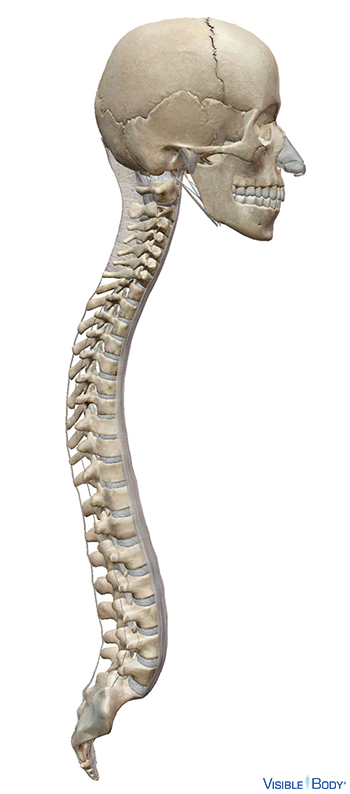 Colonne vertébrale et crâne vus de côté