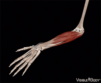 Muscles et os de l'avant-bras et du poignet lorsque la main est soulevée