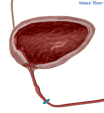 Esfínter uretral externo