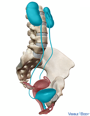 Anatomie du système urinaire féminin