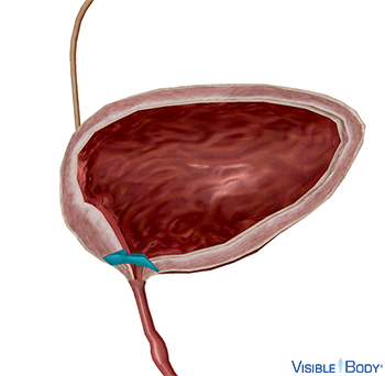 Esfínter uretral interno