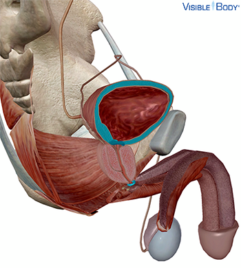 Reflejo de la micción