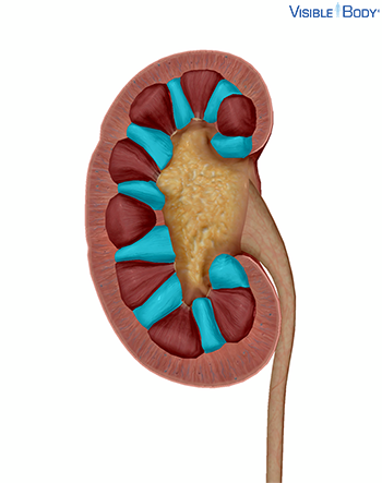 urinary renal glossary