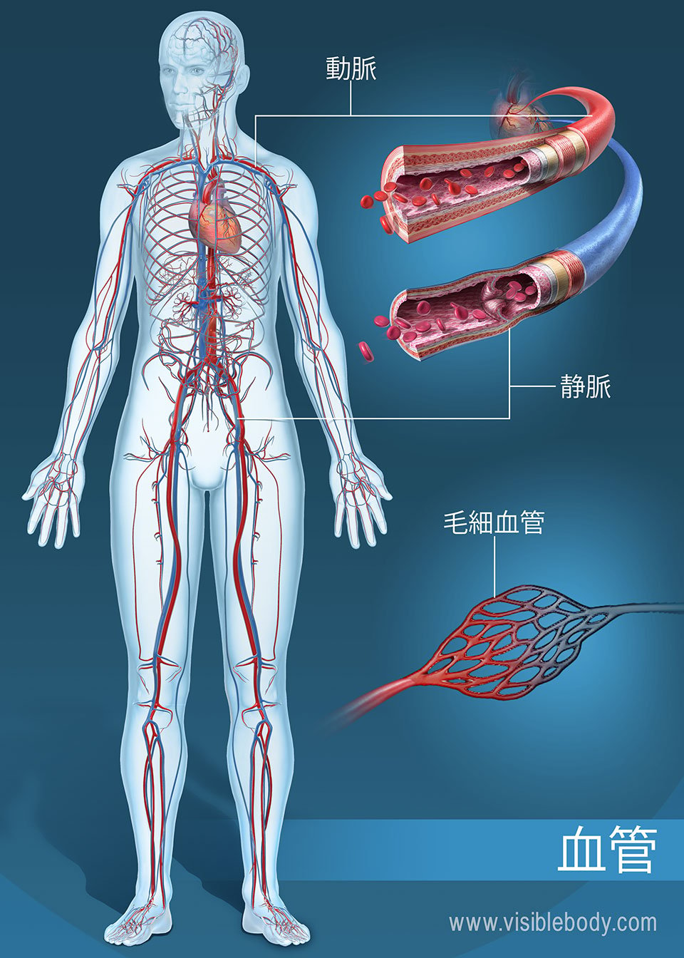 全身に及ぶ動脈、静脈、および毛細血管のネットワーク