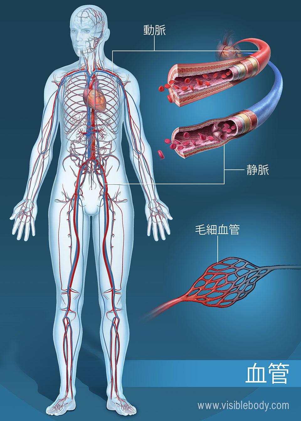 循環する血管