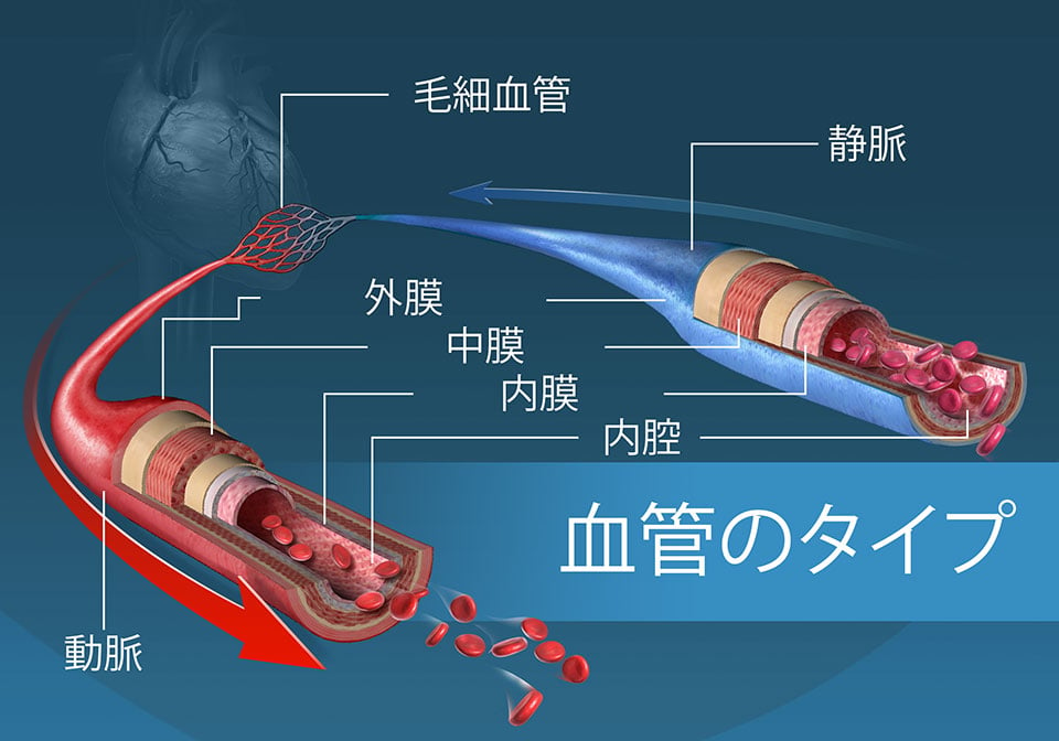 異なった種類の血管とそれらの層