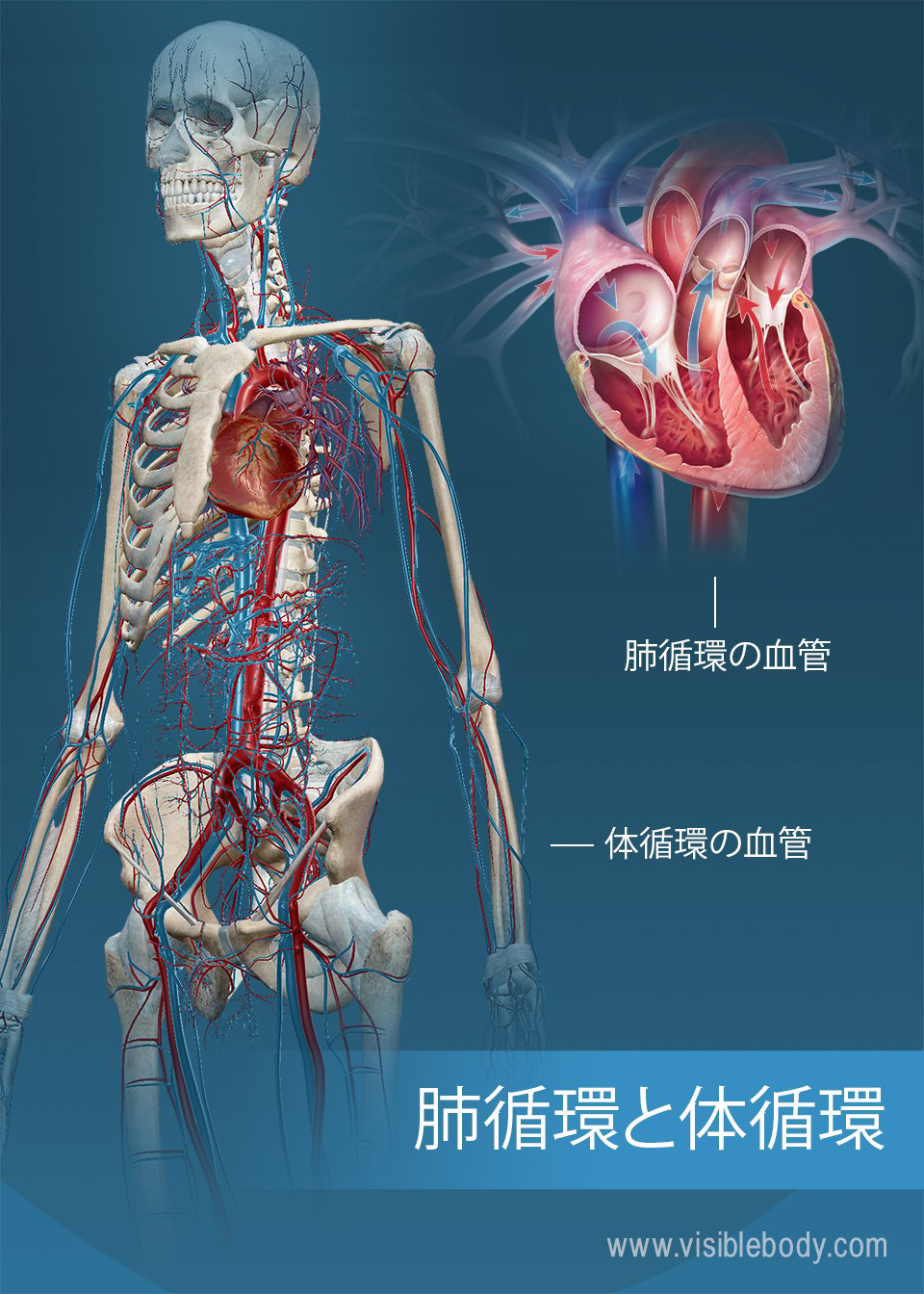 肺循環と体循環の血管