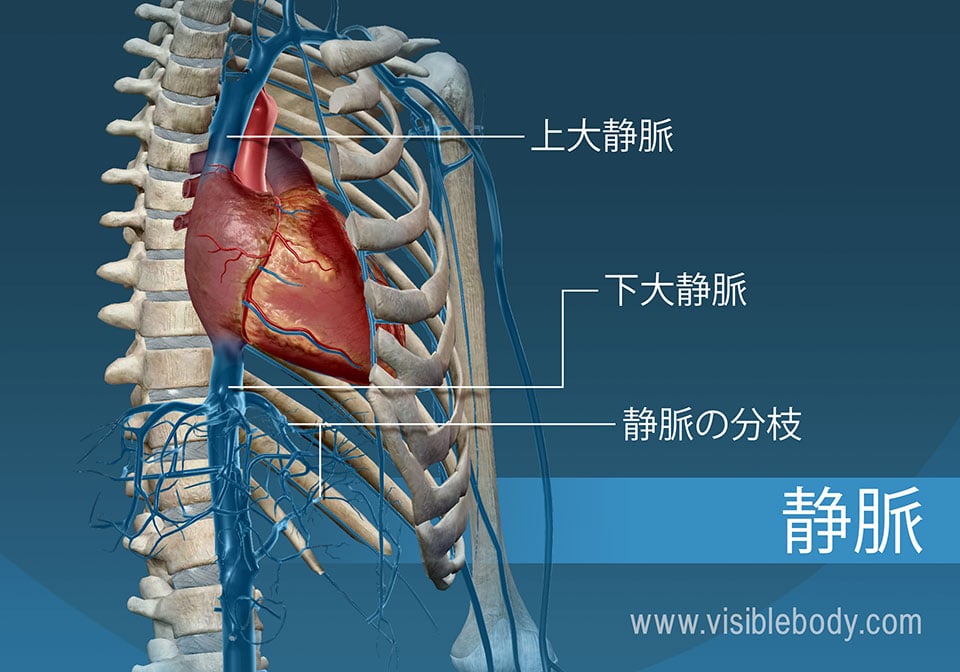 循環する血管