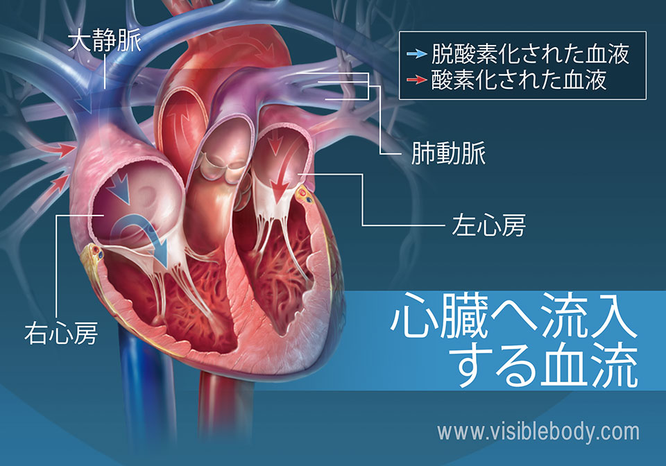 心房は血液を心臓に流入させます