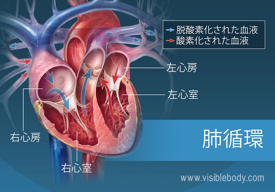 心房を通る酸素化および脱酸素化された血液の循環