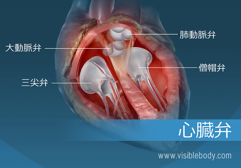 ヒトの心臓の4つの弁