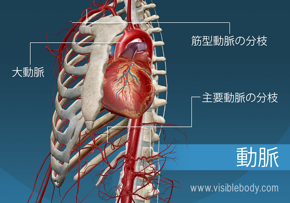 血管は全てを繋げる臓器！血管と脳のための【新世代オメガ3 サプリ】抗炎症