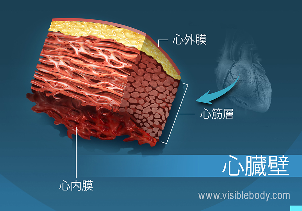 心臓壁の断面図