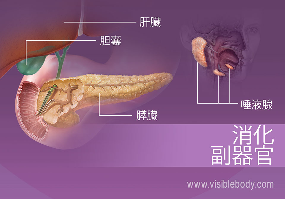 消化の副器官には、肝臓、胆嚢、膵臓および唾液腺が含まれます。