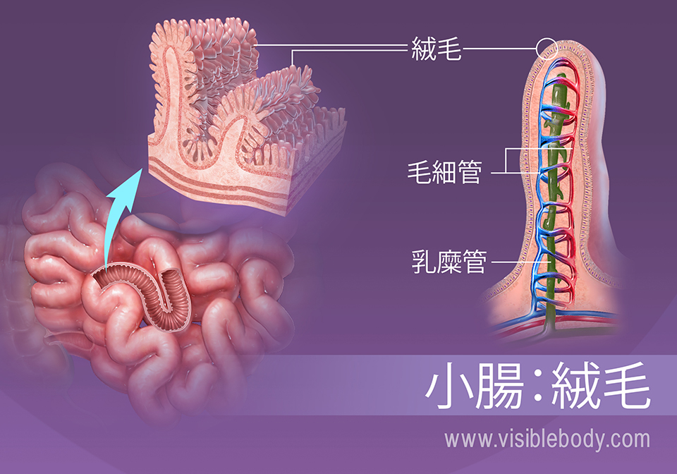 小腸の絨毛のクローズアップ