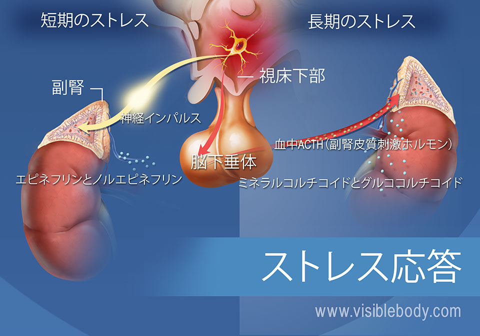 視床下部、下垂体と副腎を含む短期および長期のストレス応答に関連するホルモンの図