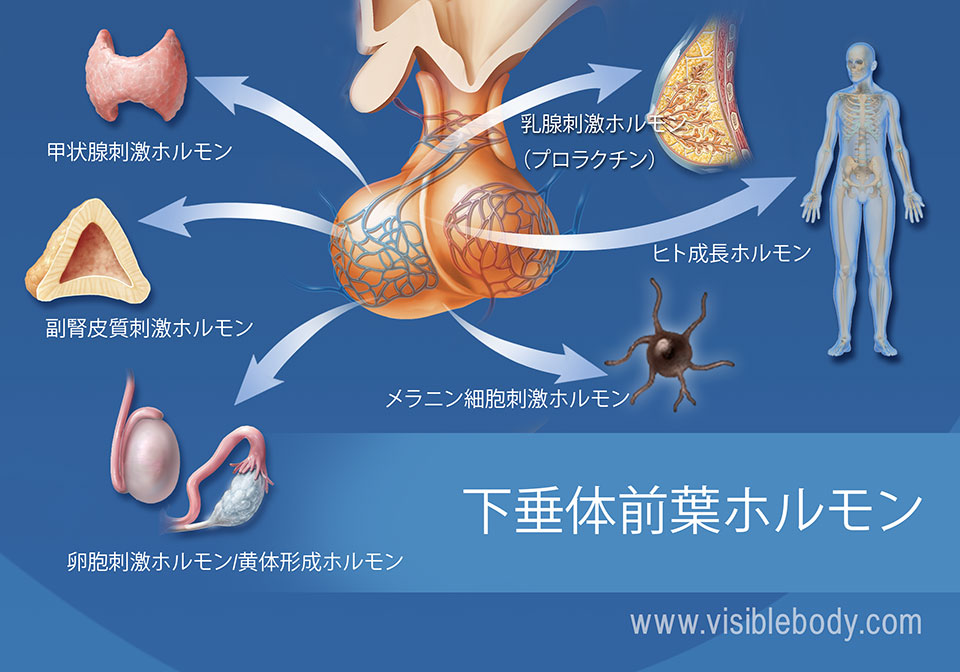 下垂体と下垂体前葉ホルモンの図