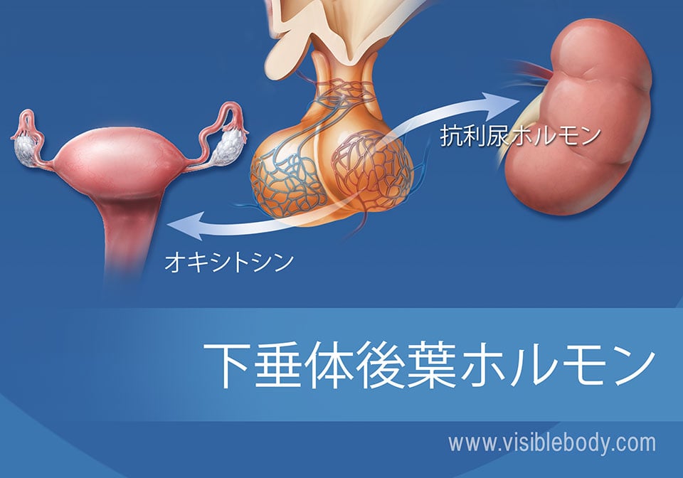 下垂体と下垂体後葉ホルモンの図