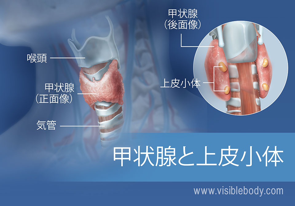 喉頭と気管も含めた甲状腺と上皮小体の正面像と後面像