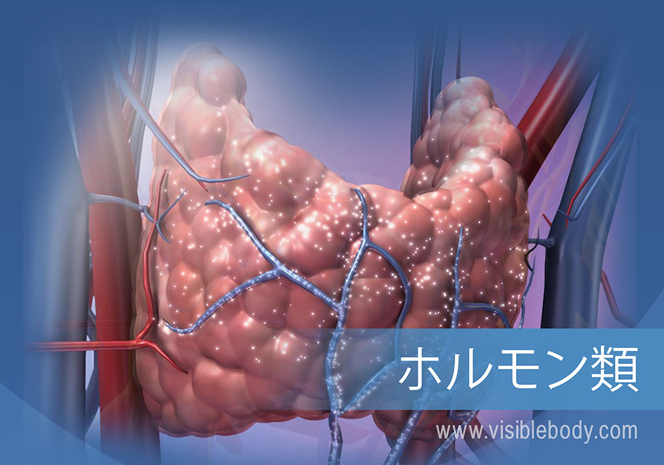 内分泌系が身体機能を調節する仕組み
