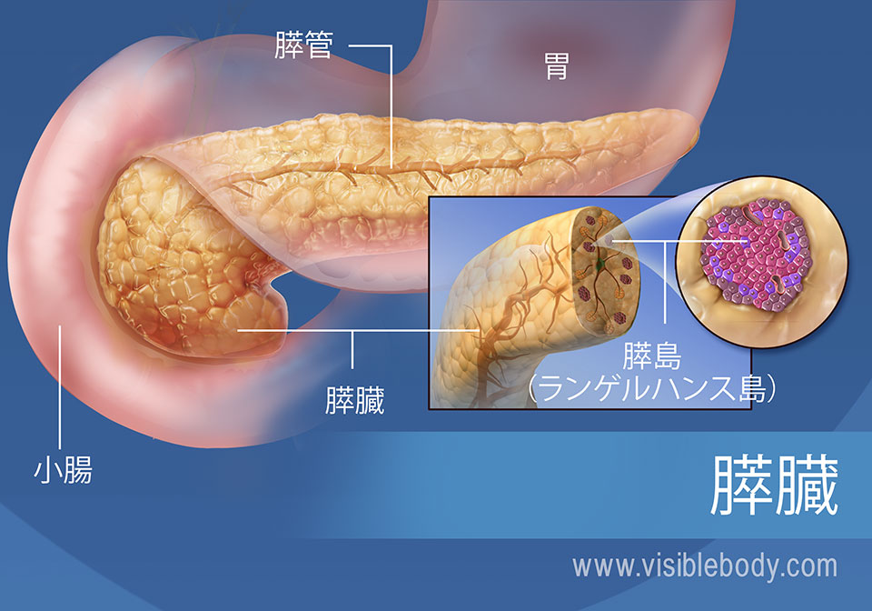 膵管、膵島、胃および小腸も示している膵臓の図