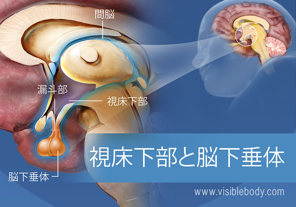 漏斗部と間脳を含む視床下部と下垂体の図