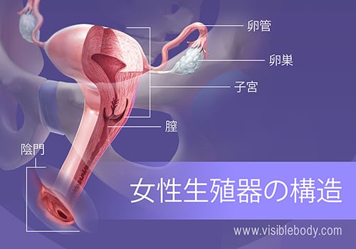 女性生体解剖  