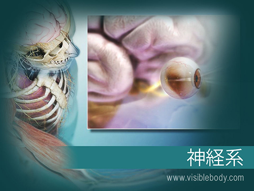 脳と脊髄は、中枢神経系（CNS）を形成します。 脳神経、脊髄神経および感覚器官は、末梢神経系（PNS）を形成します。