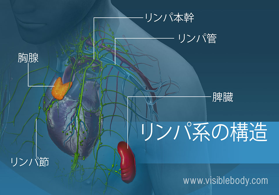 リンパ系の構造物には、胸腺、リンパ節、血管および脾臓が挙げられます。