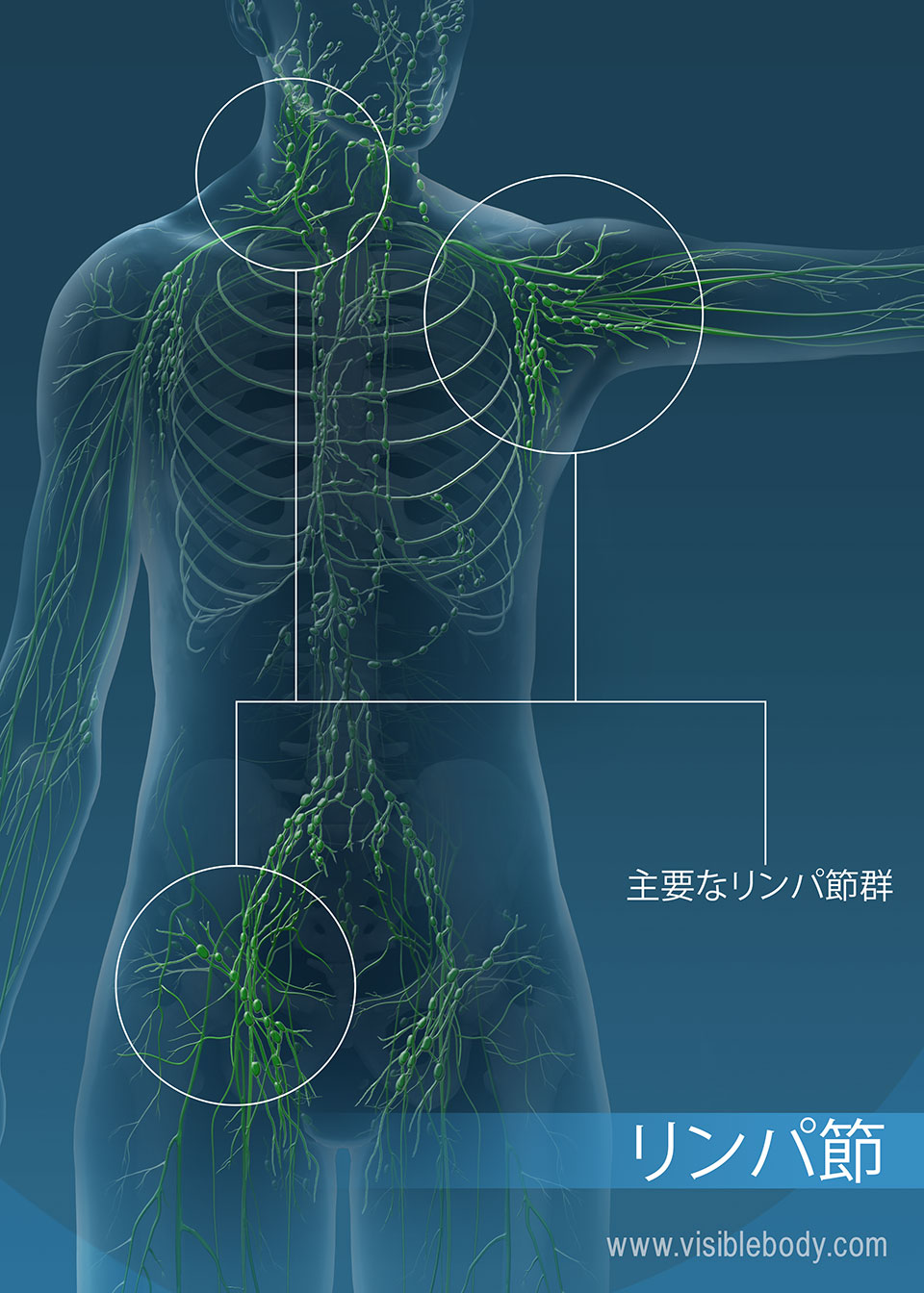 リンパ節は、不必要な物質をリンパからろ過するのを助けます。