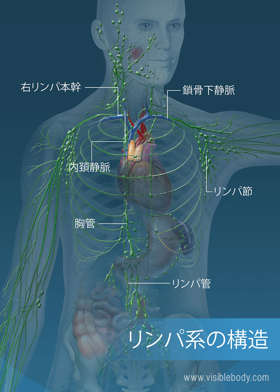 リンパ系