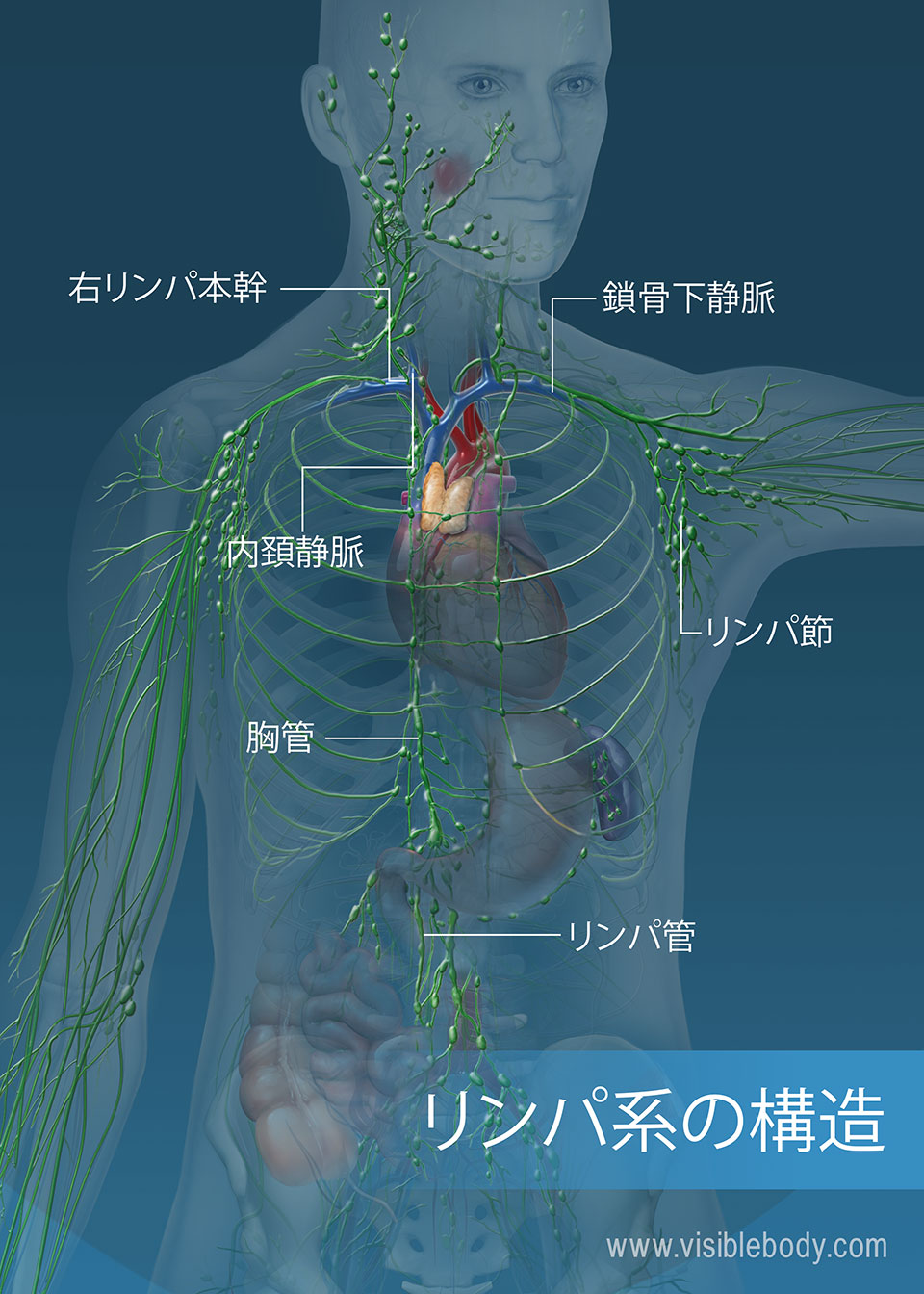 リンパ管ネットワークは、胴体と腕全体にわたっています。 主要構造物には、胸管、右リンパ本幹、およびリンパ管が含まれます。