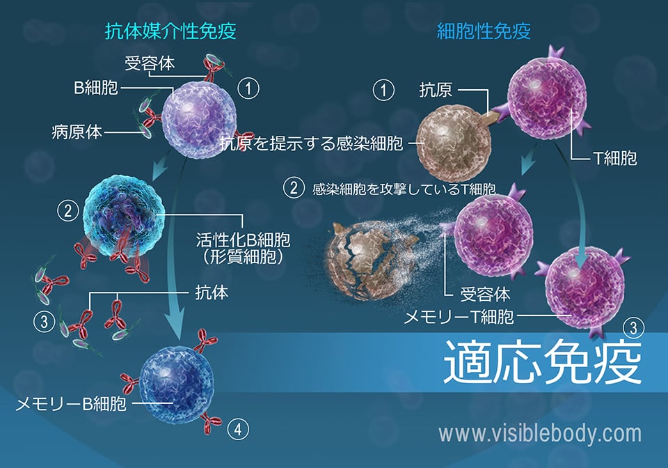 抗体と細胞を介する免疫は、身体が病原体と戦うために使用する獲得手段です