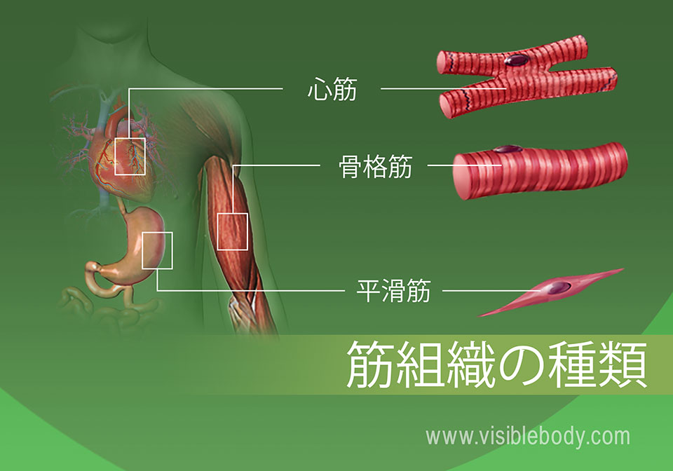 筋肉のタイプ 筋肉の解剖学的構造について知る