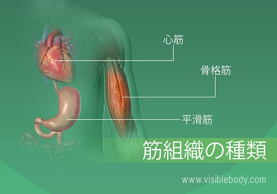 筋肉の概説 筋肉の解剖について知る