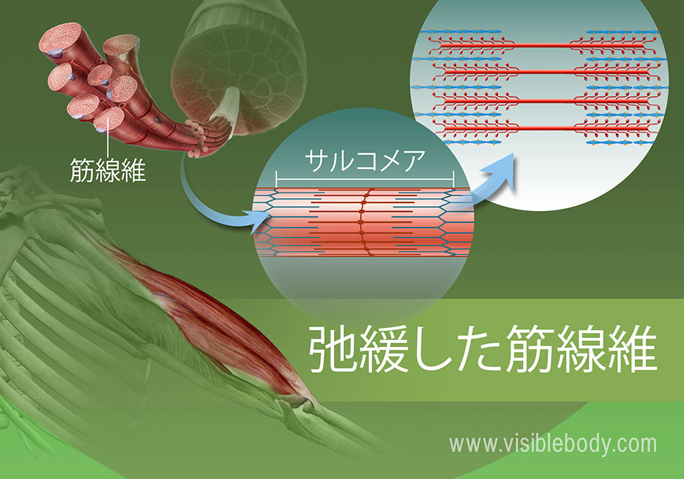 アクチンとミオシンフィラメントの弛緩状態