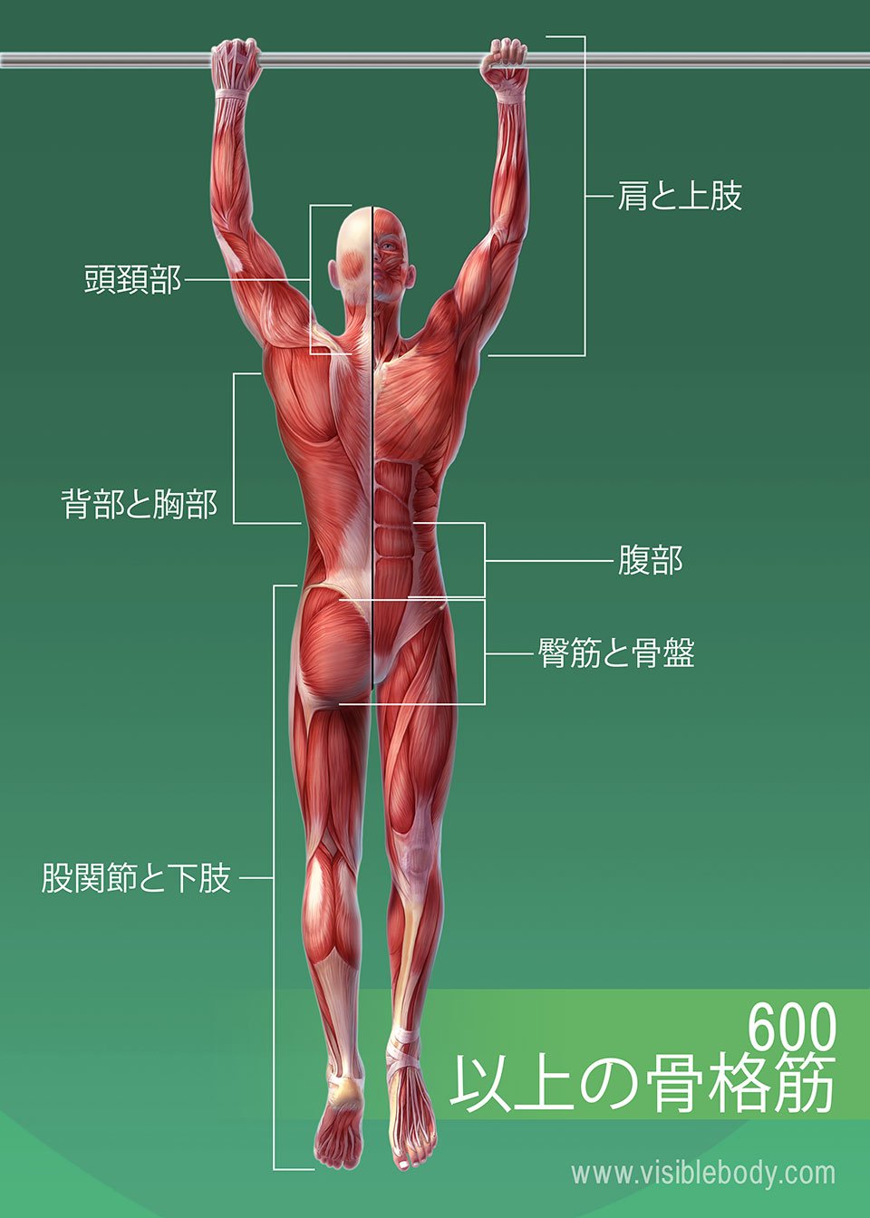 人体の筋肉、600以上の骨格筋