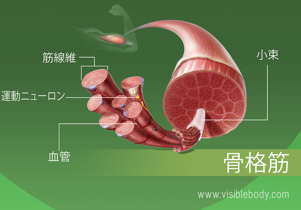 筋肉のタイプ 筋肉の解剖学的構造について知る