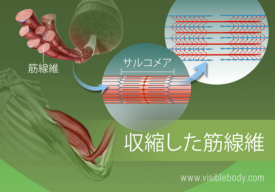 サルコメア（筋節）の収縮状態