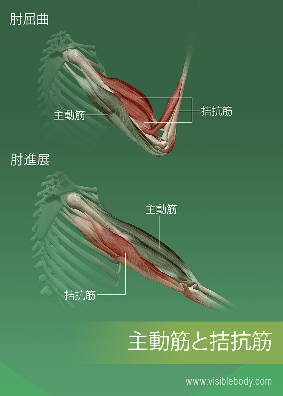 筋肉の主動筋、拮抗筋および協力筋