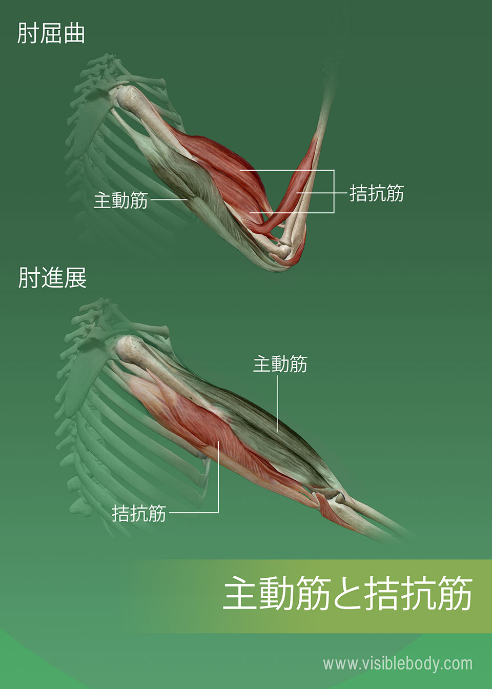 筋 神経 橈骨 腕