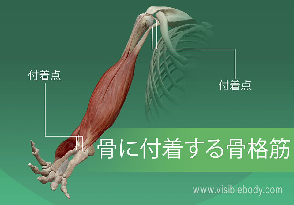 （骨格筋）-骨へ-の-付着