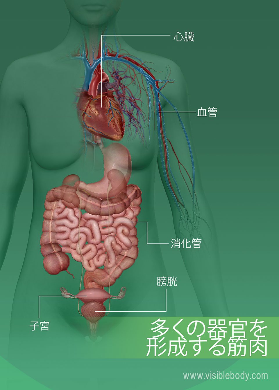 Muscles（筋肉）-多くの-組織-の-壁を-作っている