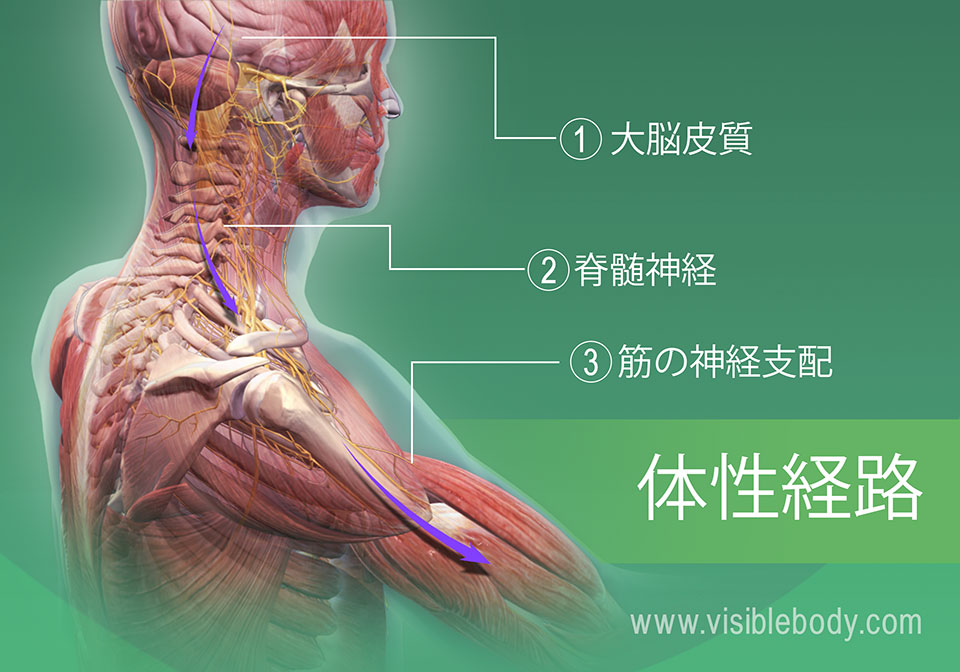 筋肉の概説 筋肉の解剖について知る