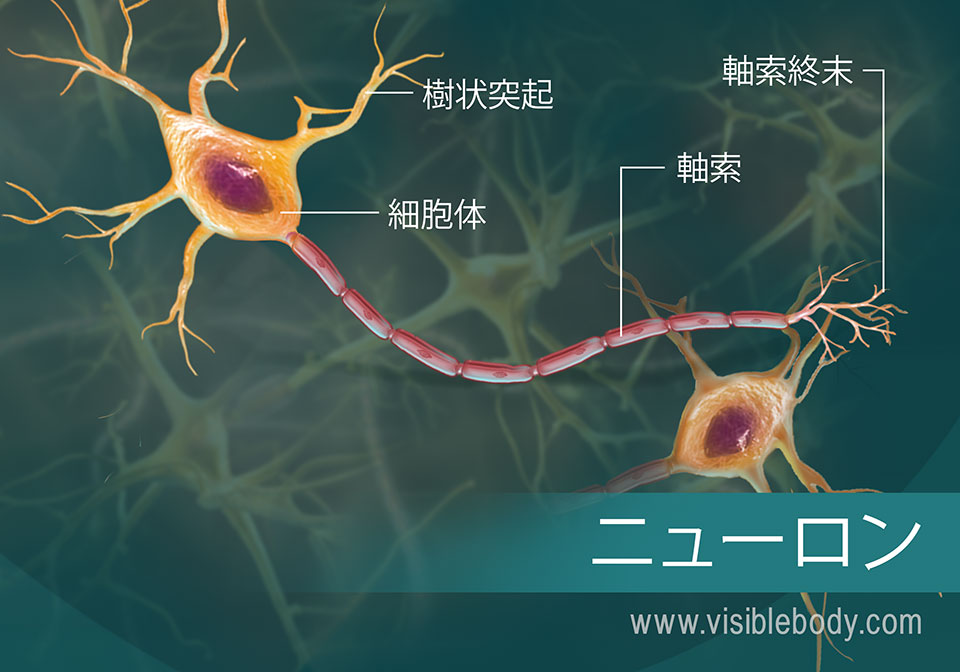 ニューロンが電気的シグナルとしてメッセージを伝搬する仕組みついての概要