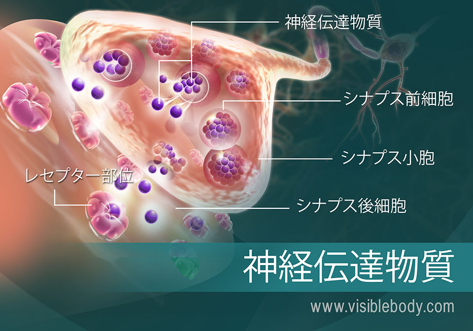 シナプス間の神経伝達物質の移動についての概要