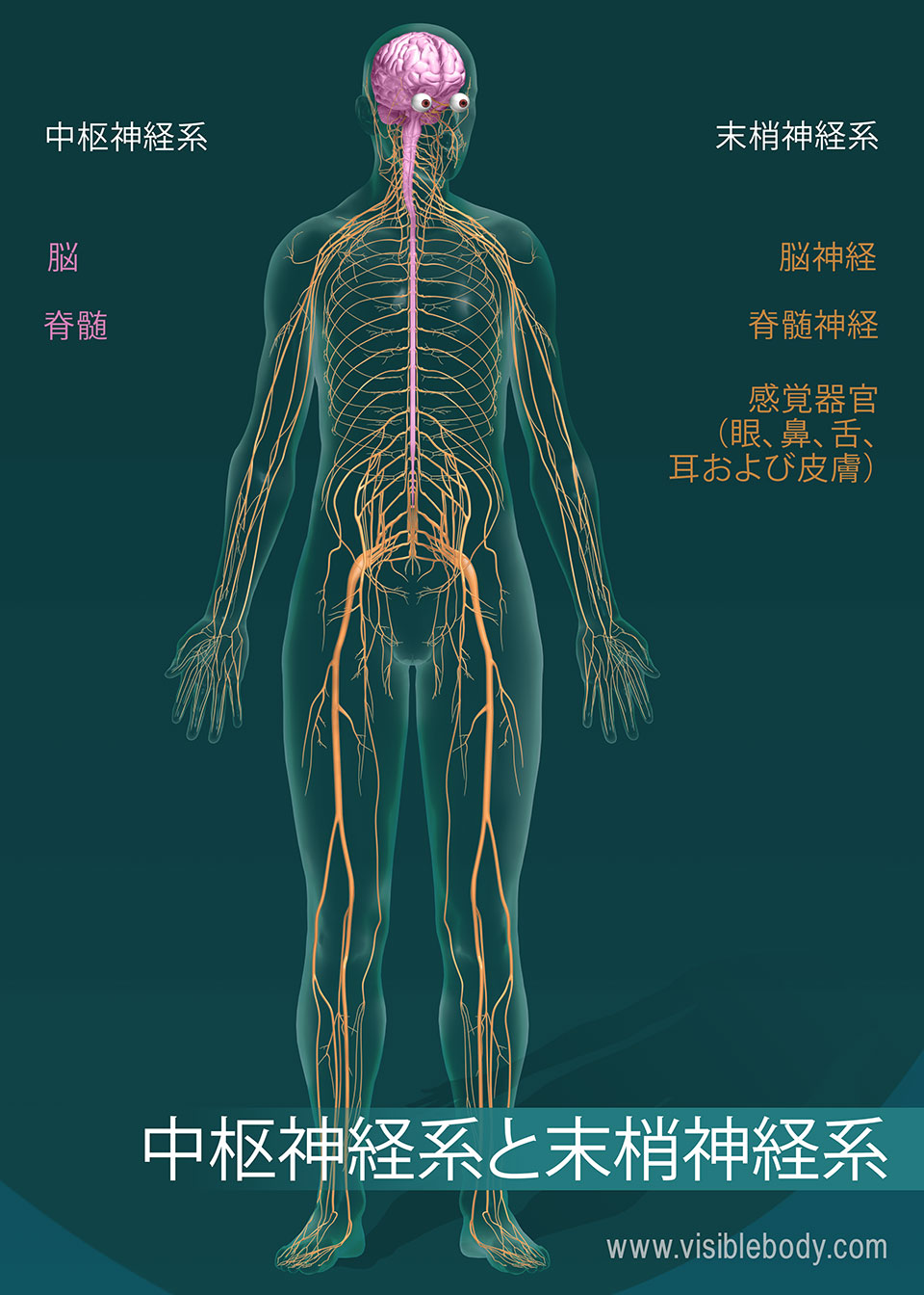 脳と脊髄は、中枢神経系（CNS）を形成します。 脳神経、脊髄神経および感覚器官は、末梢神経系（PNS）を形成します。