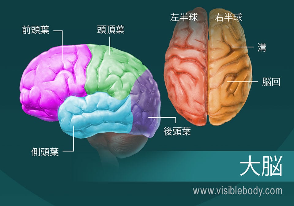 ヒトの脳 解剖と機能